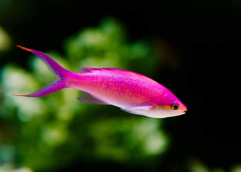 Pink Tropical Fish by jwt-photography on DeviantArt