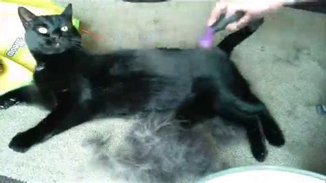 Cat Grooming | testing the FURMINATOR - YouTube