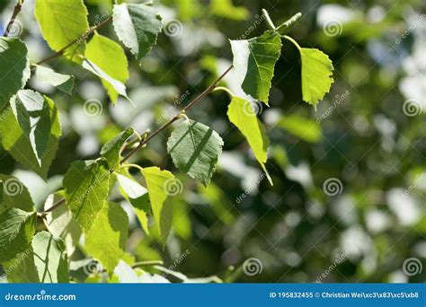 Leaves of a Paper Birch, Betula Papyrifera Stock Image - Image of green ...