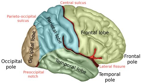 Difference Between Sulcus and Fissure | Definition, Facts, Types ...