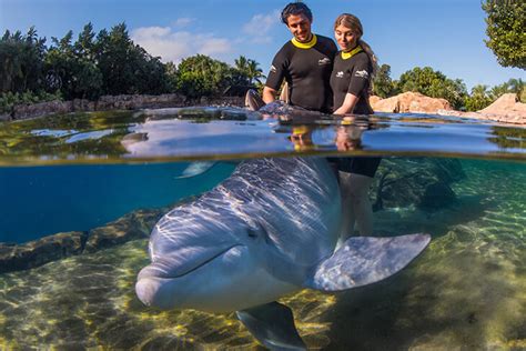 Discovery Cove Utlimate Day Resort with Dolphin Swim