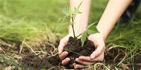 20 Reasons Why We Should Plant Trees | Greentumble