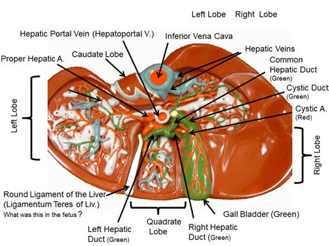 Liver Anatomy Model