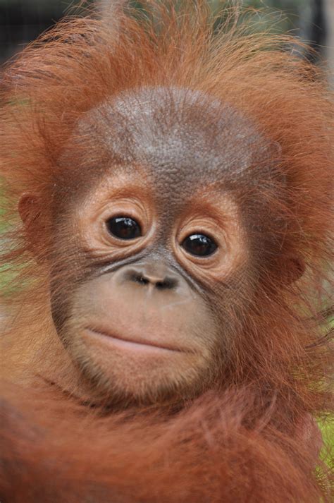 Orphaned Baby Orangutan by bjorntoday on DeviantArt