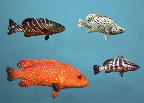 3D Model Collection Grouper Species Varieties VR / AR / low-poly | CGTrader