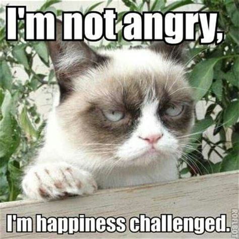 Pin by George Savva on Grumpy Cat | Grumpy cat meme, Funny grumpy cat memes, Grumpy cat