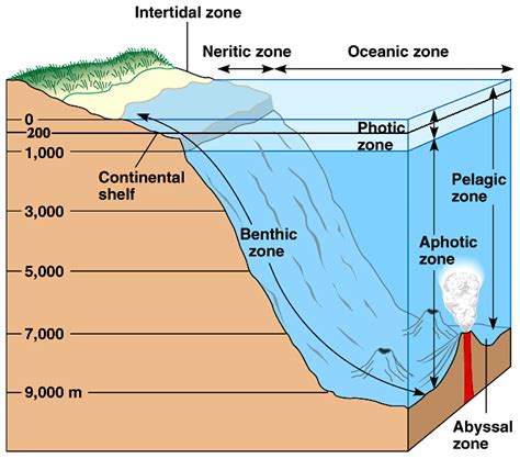 Marine Ecosystem Diagram