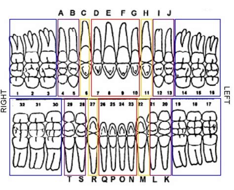 Human Teeth Dental Chart - Bradford Dentistry Resources