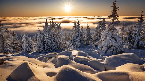 Snow Covered Pine Trees With Landscape Of Fog Covered Forest With ...