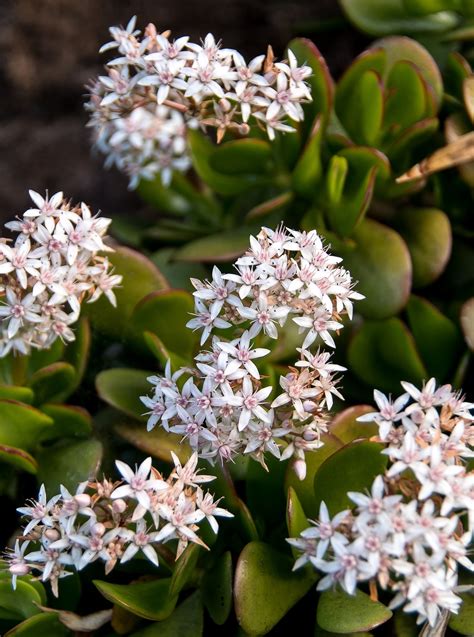 Jade Plant Flowers Crassula Ovata - Free photo on Pixabay - Pixabay