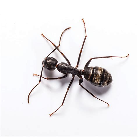 Carpenter Ant Identification & Info | Bug Out - Pest Control and Extermination Services