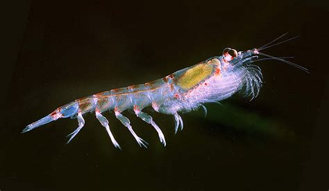 Antarctic Krill Swarm