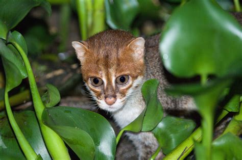 Ending Endangerment: Wild Cats on Endangered Species Day | Panthera