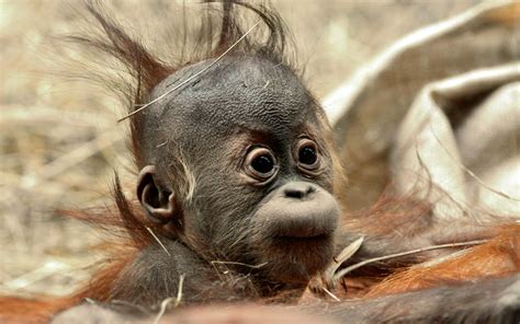 Monkey with a Funny Hair : r/aww