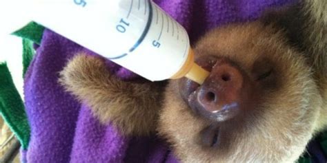 Baby Sloth Pictures from Social Media Sites - Sloth Of The Day