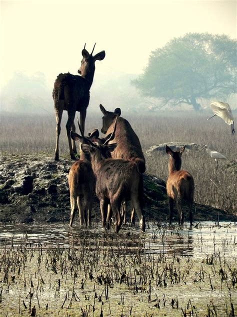 Keoladeo National Park Sights & Attractions - Project Expedition