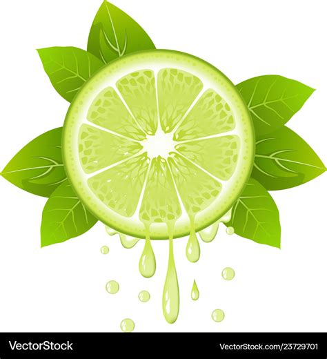 Lime slice with juice drops juicy citrus fruit Vector Image