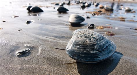 Clams On The Beach Stock Photo - Download Image Now - iStock