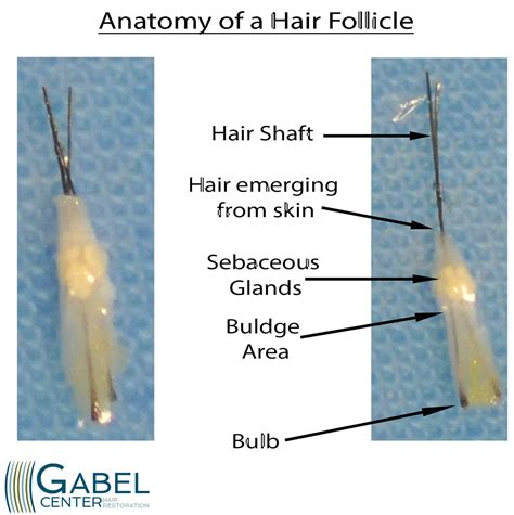 Hair Strand Anatomy