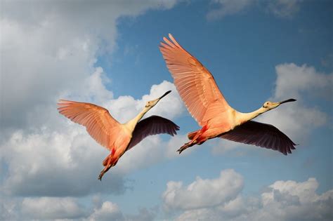 How To Spot Wild Flamingos In The Florida Keys - Commercial Real Estate in the Florida Keys by ...