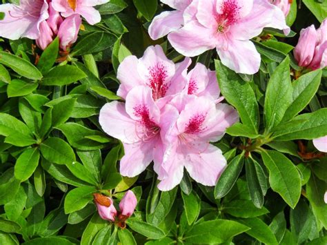 How to Care for Azaleas in Your Garden - Dengarden