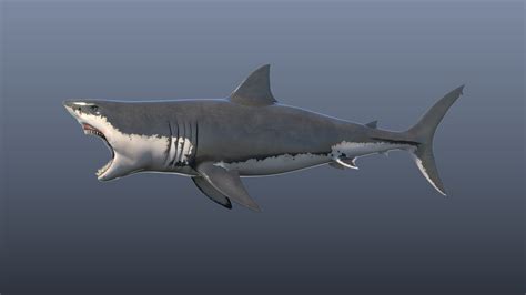 ArtStation - Great White Shark Model | Resources