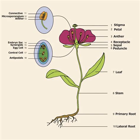 Diagram Of Flower Anatomy - Home Alqu