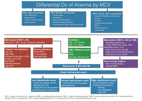 Types Of Anemia Algorithm