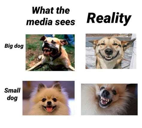 Big vs small dogs - Meme by MaddyTheMadCow :) Memedroid