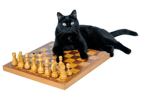 Cat Playing Chess Stock Photos, Pictures & Royalty-Free Images - iStock