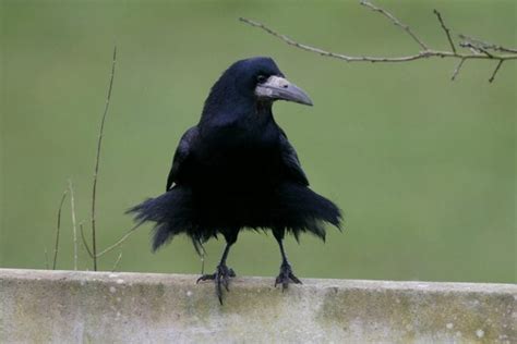 Rook - BirdWatch Ireland