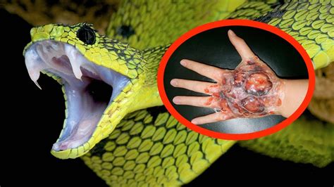 The Most Poisonous Snake In World - Snake Poin