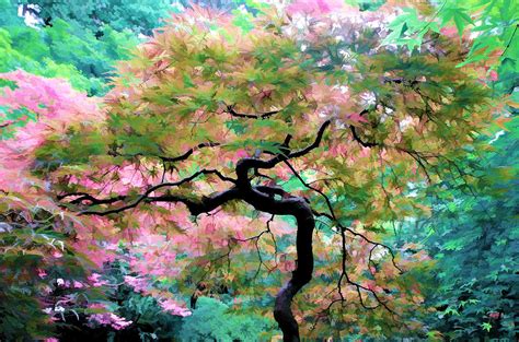 Japanese Maple Tree Painting Photograph by Athena Mckinzie - Fine Art America