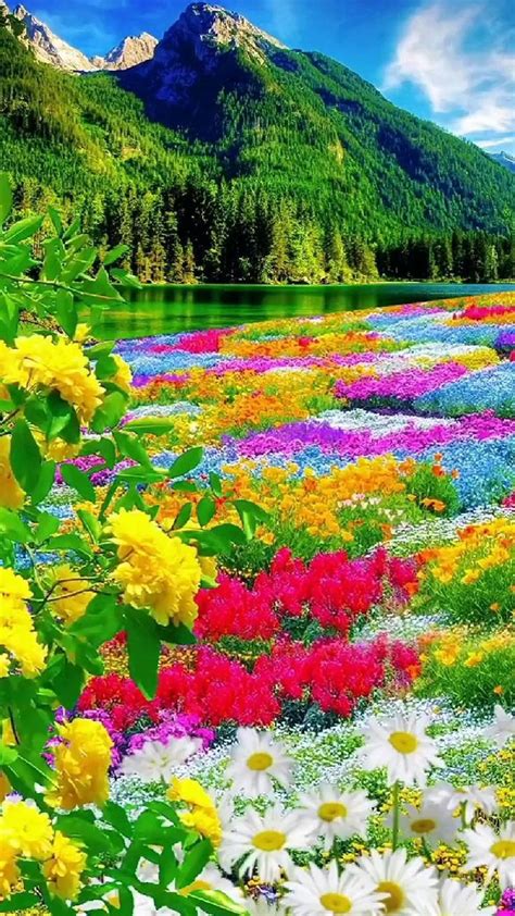 a field full of colorful flowers next to a mountain covered in trees ...