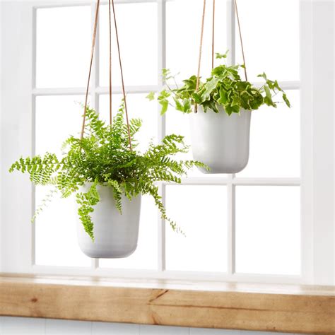 How-To Care for Hanging Plants | Hanging Plant Care | Plants.com