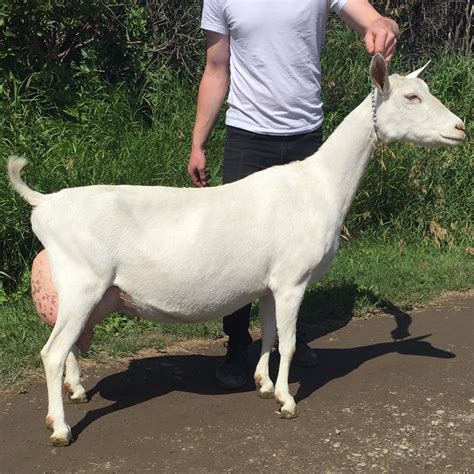 Saanen Goats – Alberta | Givernay Farm