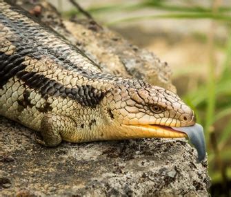 Skink Facts: What You Need to Know About This Cool Reptiles - Vetstreet | Vetstreet