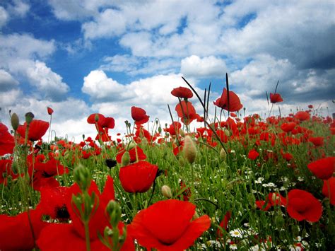 Field of Poppies - IV by MD-Arts on DeviantArt