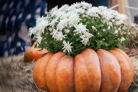 Creative Fall Décor: How to Combine Pumpkins & Mums for Autumn Decorating | Home | 30Seconds Mom