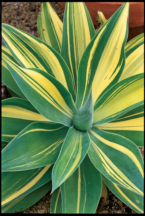 Types Of Agave Plants - Plant Ideas