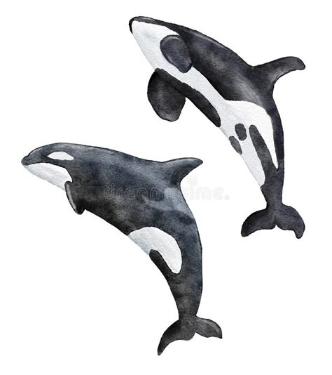 Watercolor Hand Drawn Illustration of Killer Whale Orca, Marine Endangered Species, Sea Ocean ...