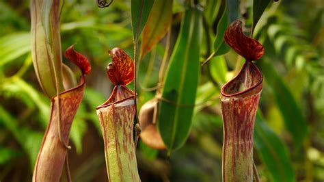 Free photo: Pitcher Plant - Fresh, Garden, Green - Free Download - Jooinn