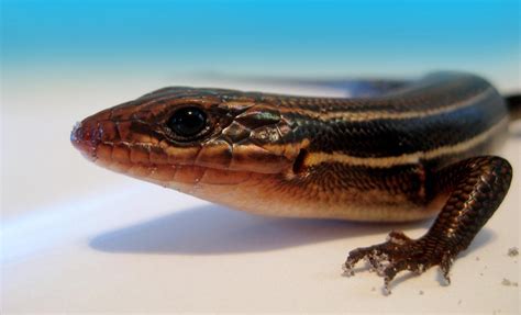 Juvenile Male Broad-headed Skink, Florida : reptiles