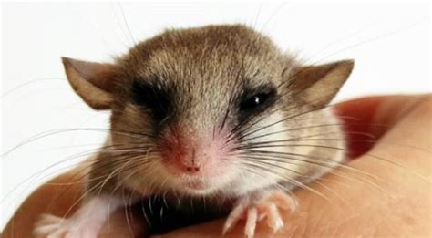 10 Best Small Rodents to Keep as Pets | PetPress