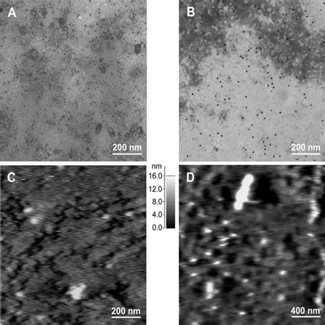 Transmission electron microscopy image (negative staining) of (A)... | Download Scientific Diagram