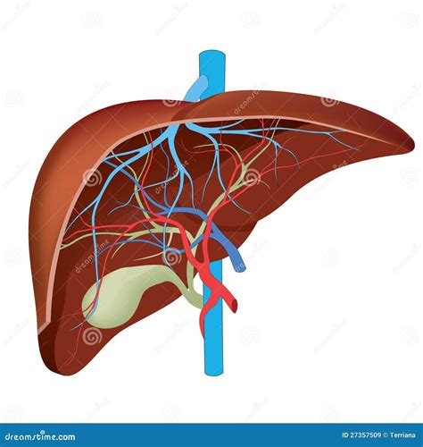 Anatomia Del Cuerpo Humano Higado