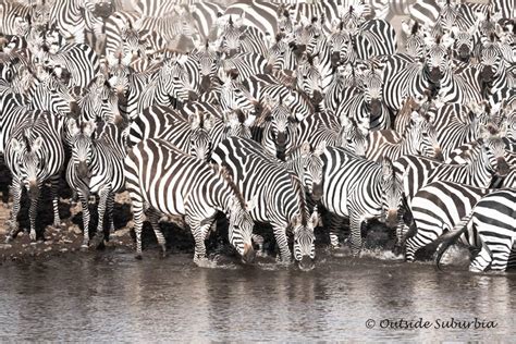 An East African Safari & Masai Mara Great Migration • Outside Suburbia Family