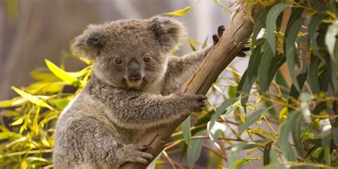 The unique animals of Australia and where to spot them - Futurelearn