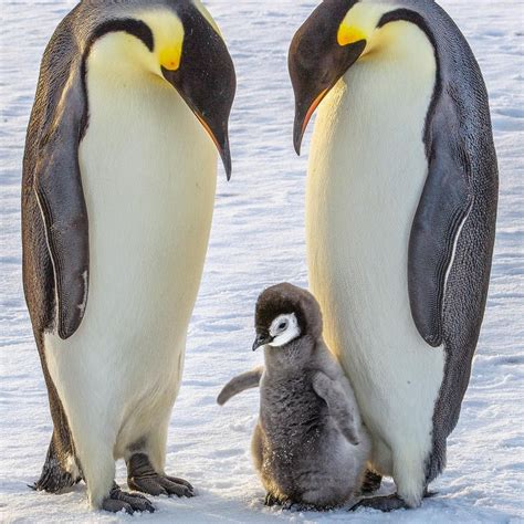 Emperor Penguin Family Penguins Pet Birds Nature Animals