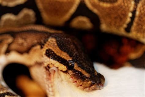 Ball Python Feeding Chart, Tips, Schedule & Diet